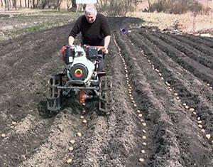 Planter des pommes de terre avec du matériel de jardin