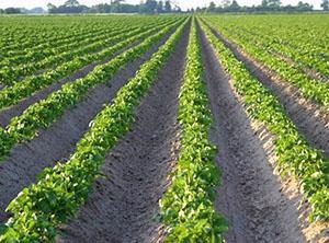 Cultivando papas en las crestas