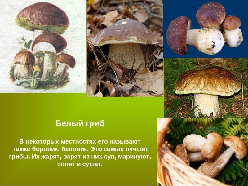 porcini o boletus