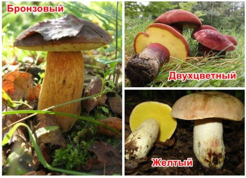 boletus comestible