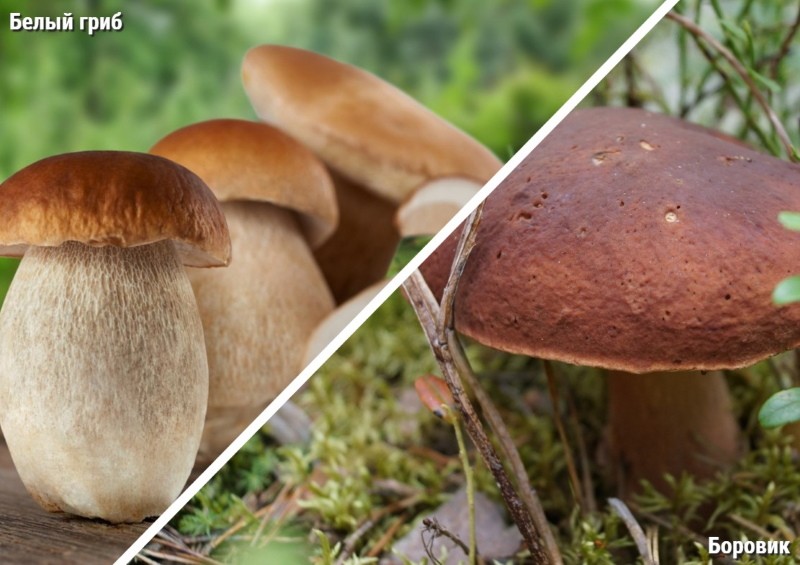 ¿Cuál es la diferencia entre porcini y boletus?