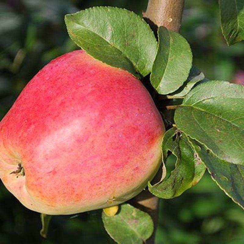 délicieux fruits juteux