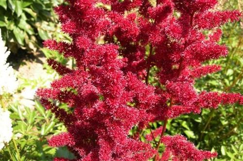 inflorescence astilba