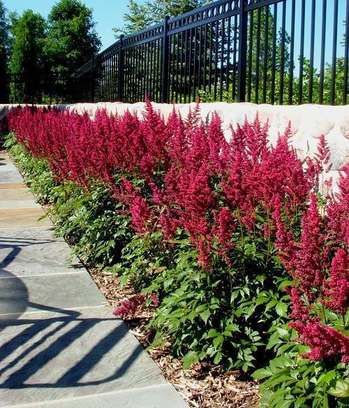 astilba dans le parterre de fleurs