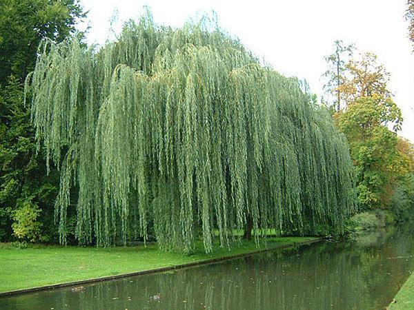 saule blanc tentaculaire