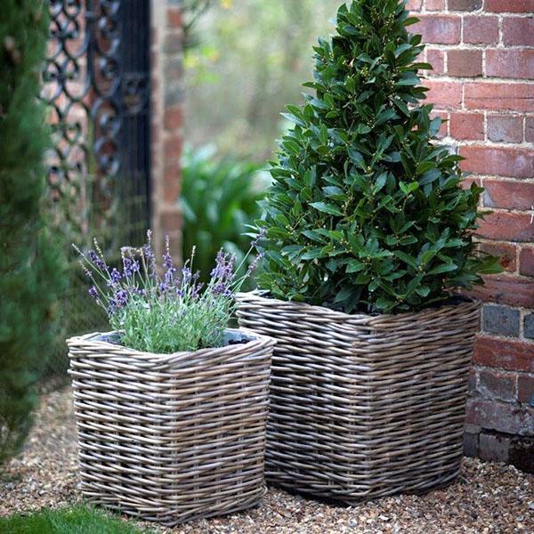 pots de brindilles de saule blanc