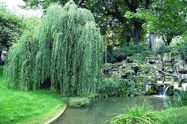 saule blanc dans l'aménagement paysager