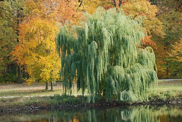 saule blanc au bord de l'étang