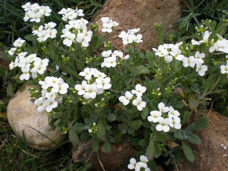 Fotos de plantación y cuidado de Arabis