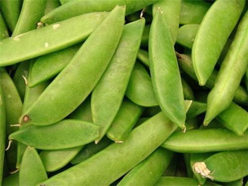 Les cosses de pois sont prêtes à congeler