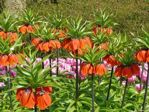 noisetiers dans un parterre de fleurs de pays