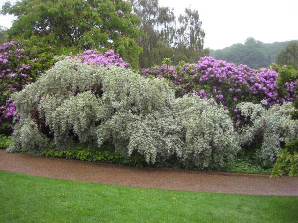 oie argentée le long de l'allée du jardin