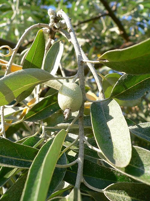 le fruit du meunier argenté