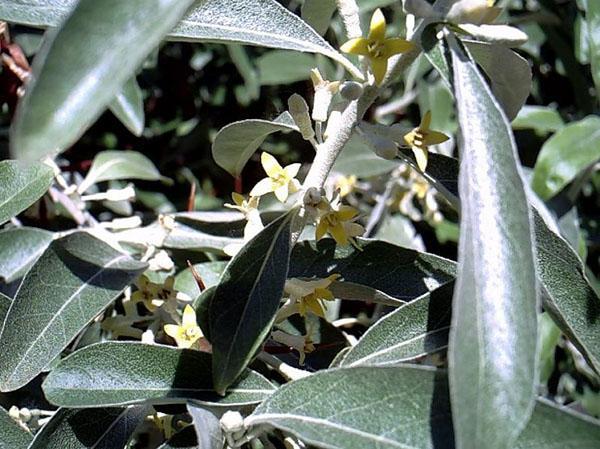 fleurs de meunier argenté