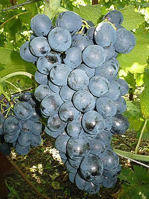 Uvas Richelieu