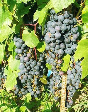 Acertijo de las uvas de Sharov