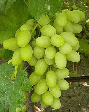 Uvas de lirio de los valles