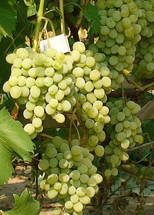 Uvas pleven