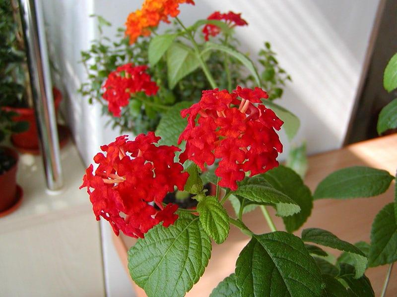 cultivo de lantana en casa