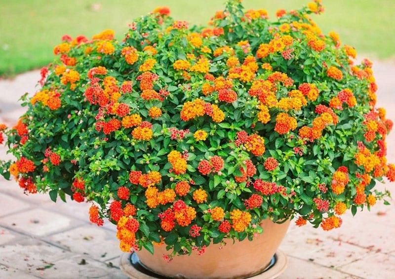 lantana en casa