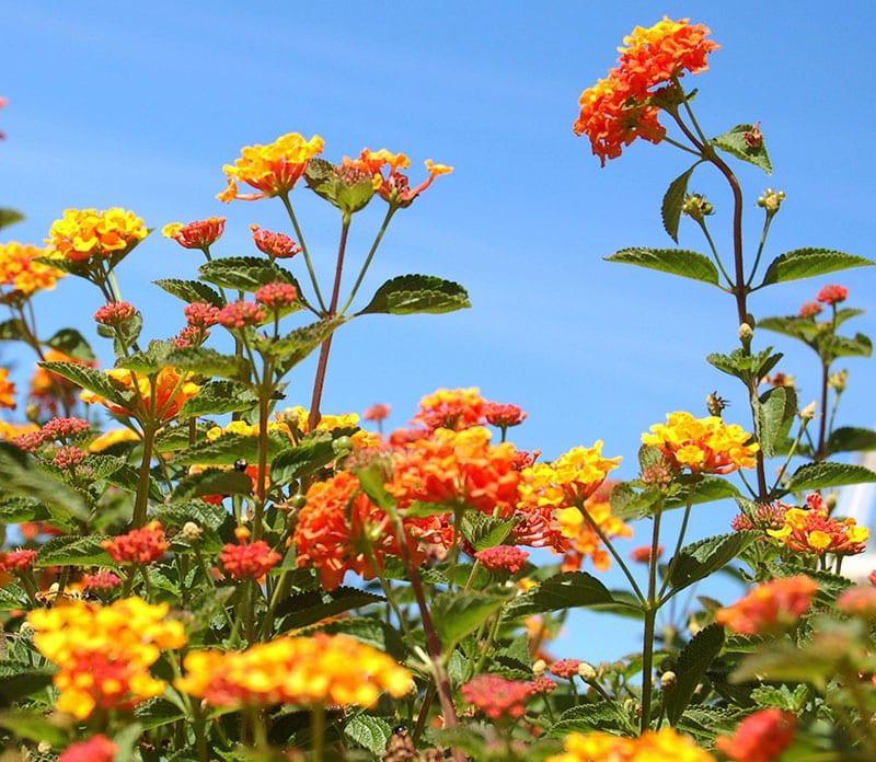 lantana de larga floración