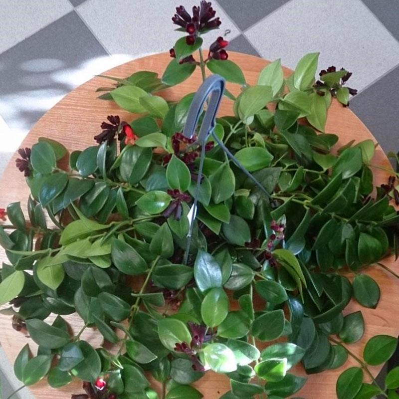 plante d'intérieur aeschinanthus à partir de graines