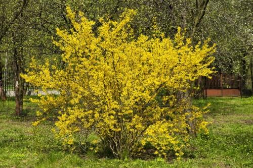 flor de forsythia