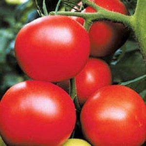 Variedad de tomate Ural F1