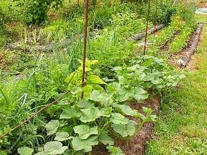 Courgettes à la campagne