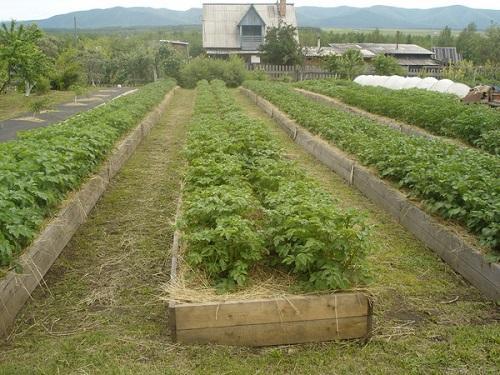 plantas en cajas