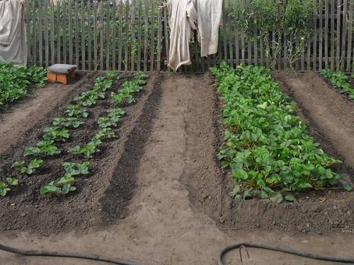 camas con plantas