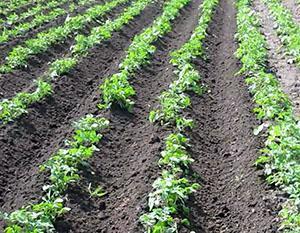 Champ de pommes de terre cultivé