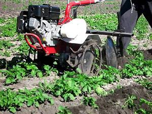 El proceso de aporcar patatas