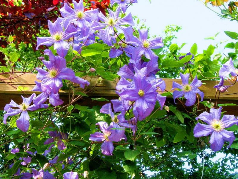 plantas trepadoras para el jardín fotos y nombres de clemátide