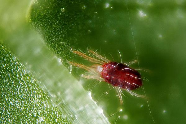 ácaro araña