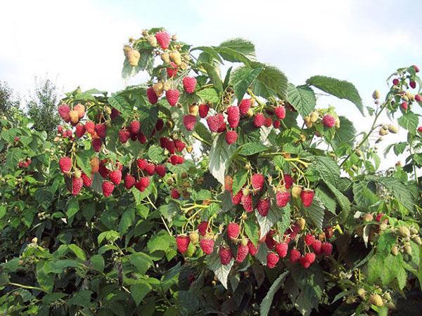 abundante fructificación de frambuesas Hércules