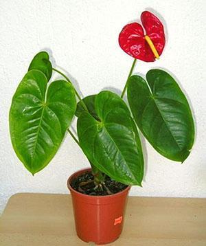 Una planta comprada en una tienda se trasplanta inmediatamente.