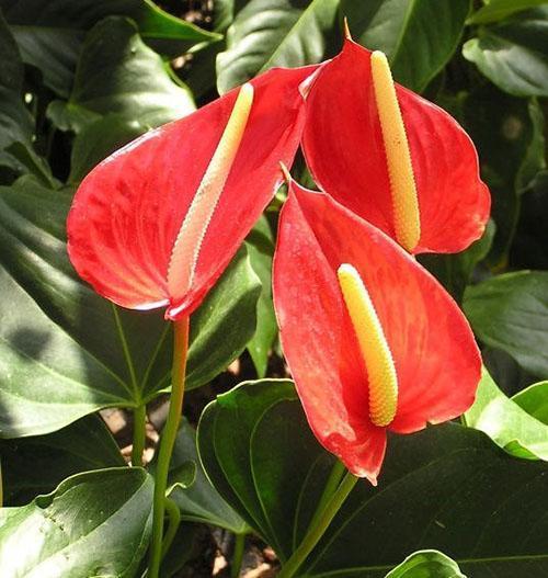 Pour éviter que l'anthurium ne perde son effet décoratif, suivez les règles d'entretien