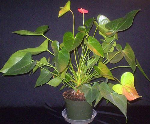 En hiver, l'anthurium a une période de dormance