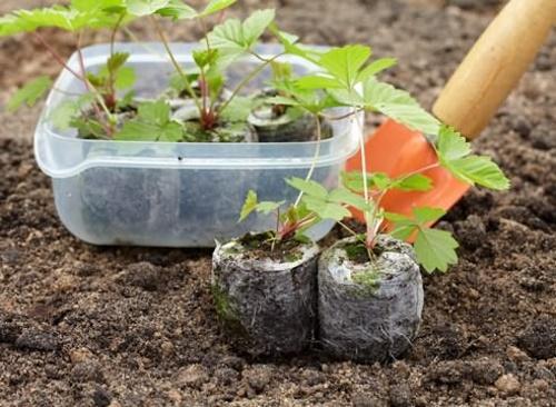 quand planter des fraises