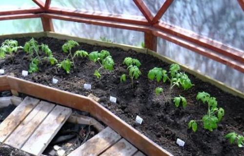 tomates en serre