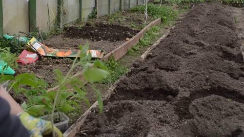 plantar un tomate