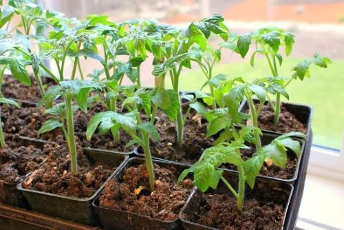 quand planter des tomates