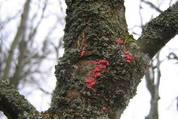 Antes de pulverizar, se debe limpiar el tronco del árbol.