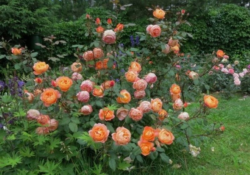 cómo cuidar una rosa mandarina