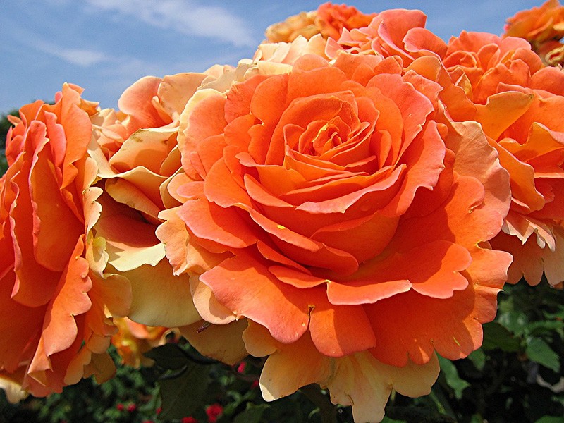 rosa romance mandarina