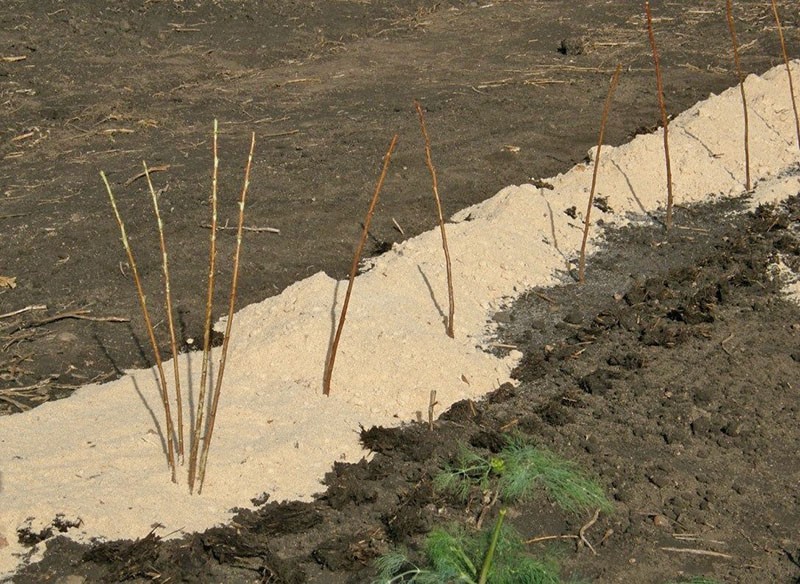 paillage des plantations de framboises