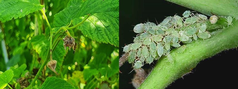 Dommages causés aux framboises par les parasites