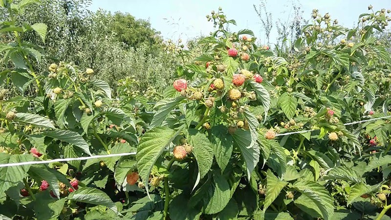 grands buissons de framboise l'été indien