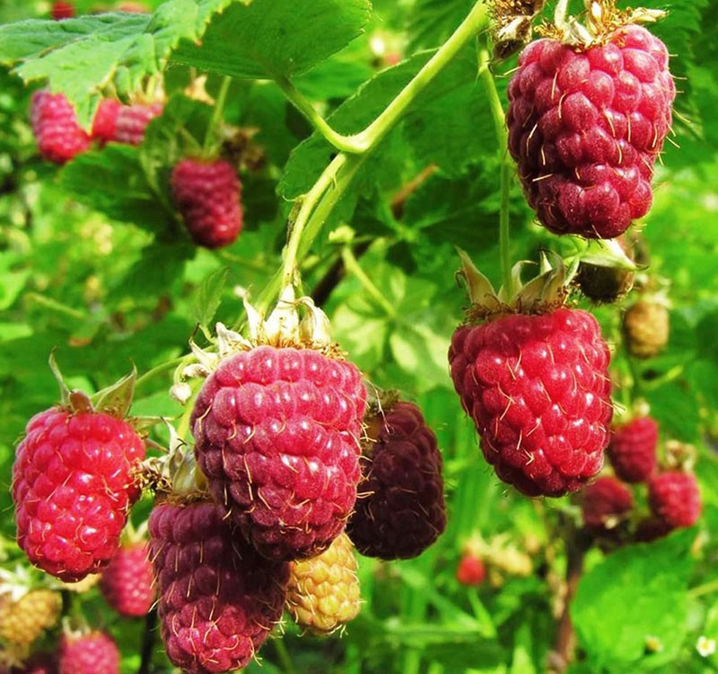 framboise à haut rendement